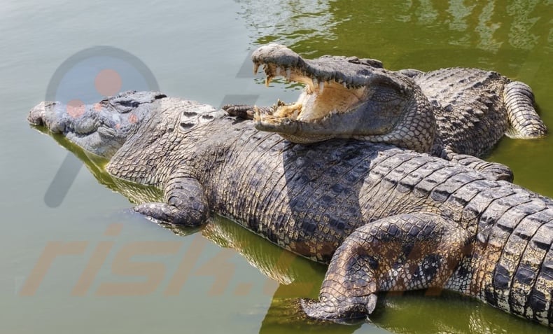 Crocodile Smile ransomware behang